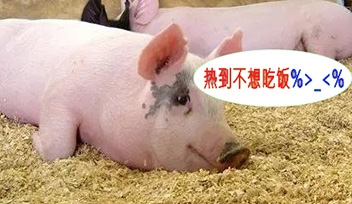 夏季豬群不吃食，找到根本原因才能輕松應(yīng)對！